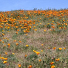 tons of poppies